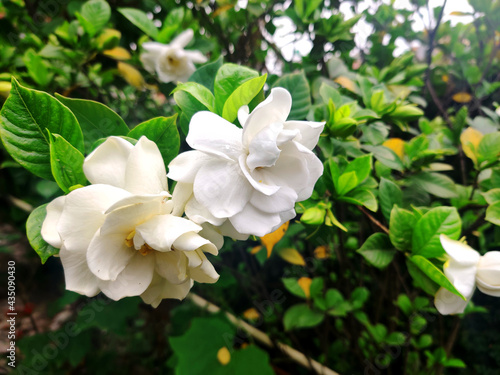 Obraz na płótnie Cape jasmine flowers, Gardenia jasminoides, commonly known as gardenia