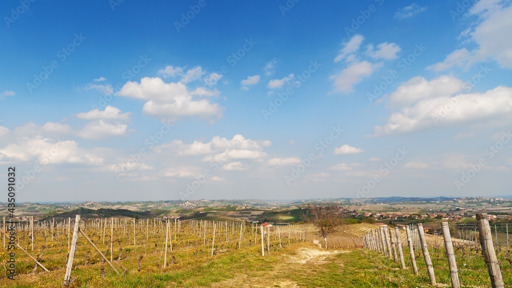 Vineyards in spring. North Italy