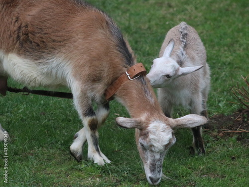 A goat eating grass in a field