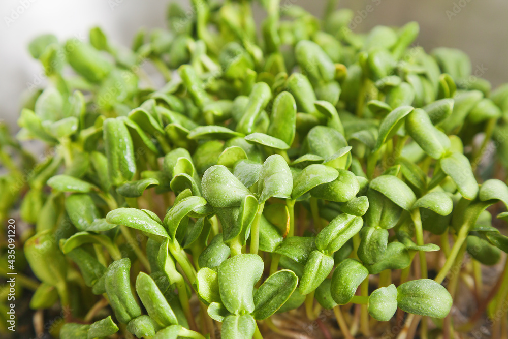 sunflower microgreen sprouts with shallow depth of field sunflower microgreen sprouts with shallow depth of field