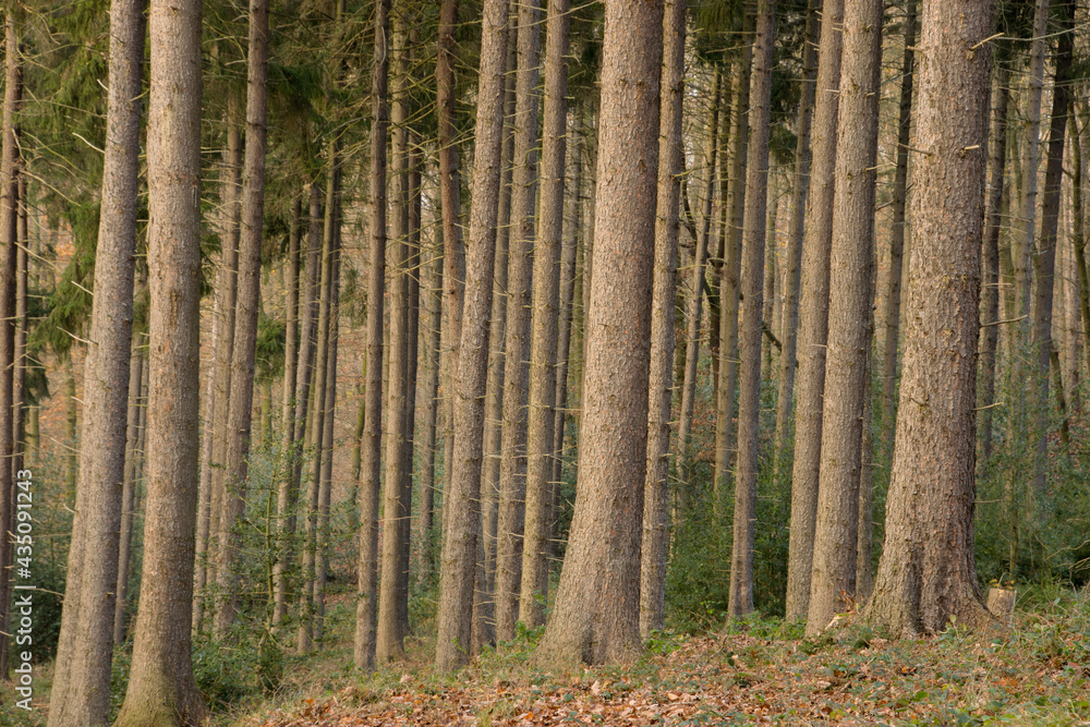 Fototapeta premium Baumstämme dicht an dicht im Wald
