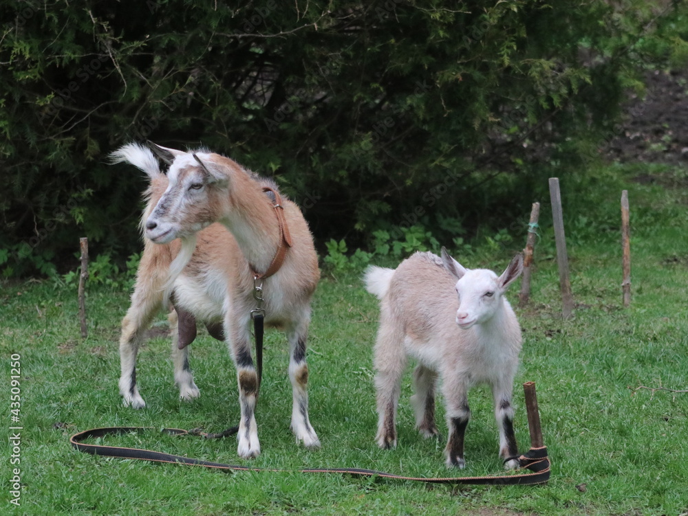 Fototapeta premium A goat standing on a lush green field
