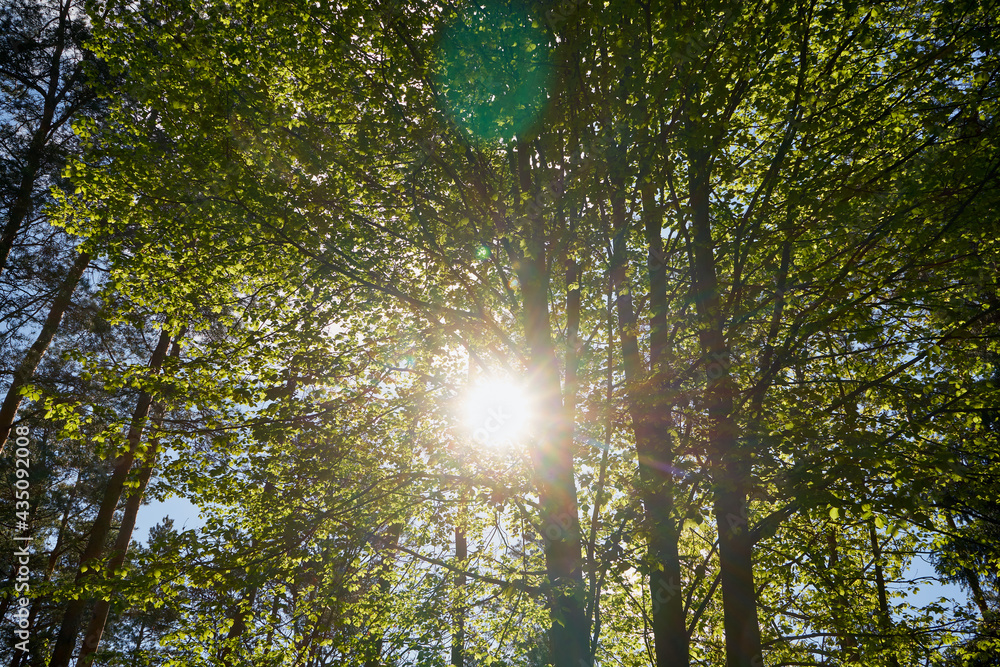 Obraz premium drzewa, wiosna