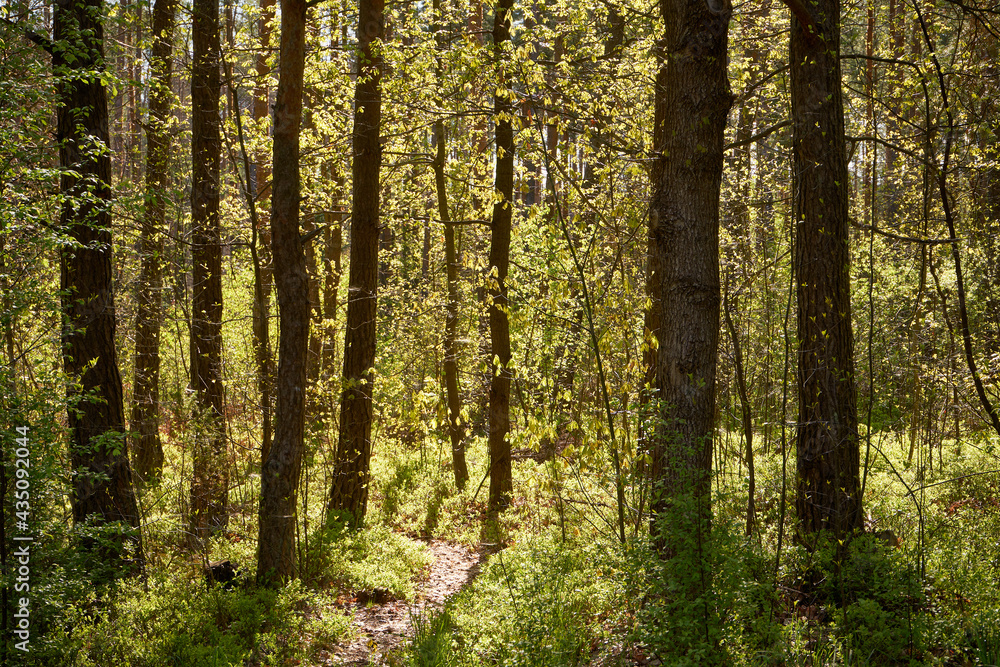 Obraz premium drzewa, wiosna 