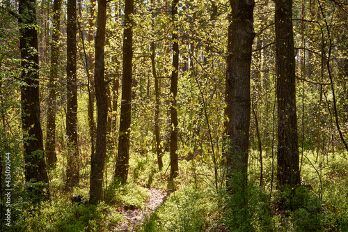 Fototapeta Naklejka Na Ścianę i Meble -  drzewa, wiosna 