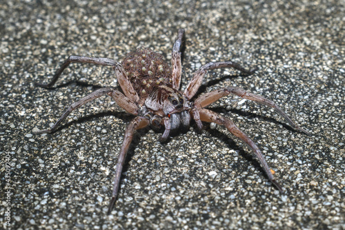 Female Hogna carolinensis  commonly known as the Carolina wolf spider on road with babies on her back or abdomen - legs spread missing front leg - Dunnellon Florida