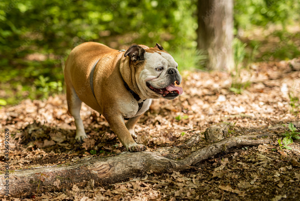 Brown bulldog stepping on the branch in the forrest Brown bulldog stepping on the branch in the forrest