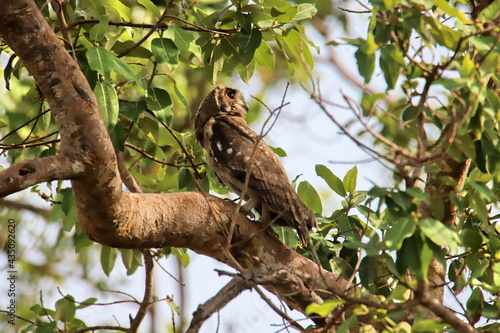 owl on tree © SuGak