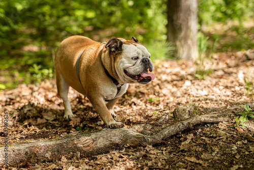 Brown bulldog stepping on the branch in the forrest