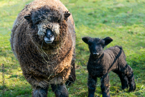 Ryland ewe with grass hanging from it's mouth with it's young black Lamb stood next to it in a field, Nidderdale,  North Yorkshire,  England, UK. photo