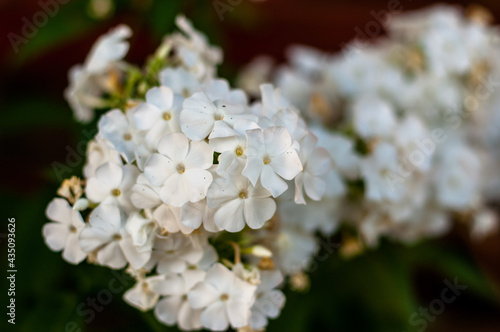 tree blossom