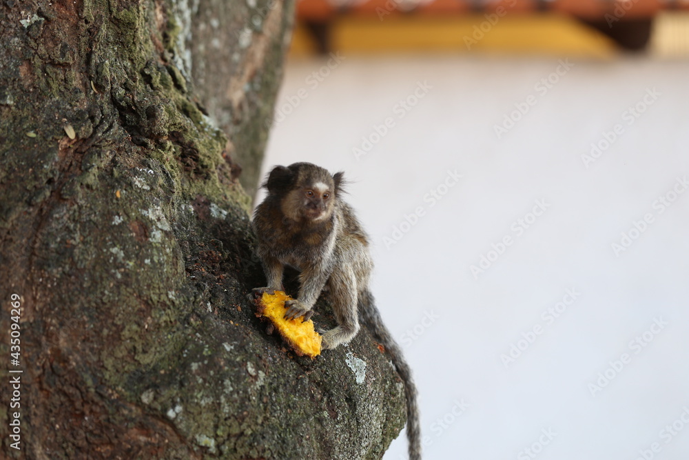 Obraz premium Macaco na árvore