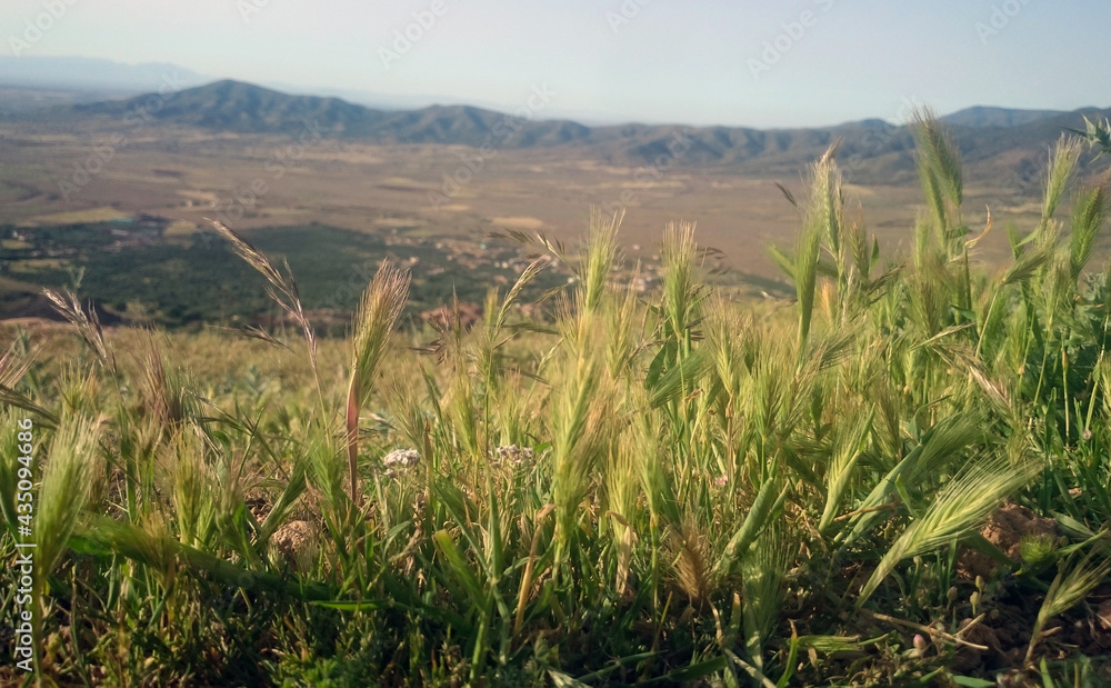 Beautiful trees, plants and mountains Beautiful trees, plants and mountains