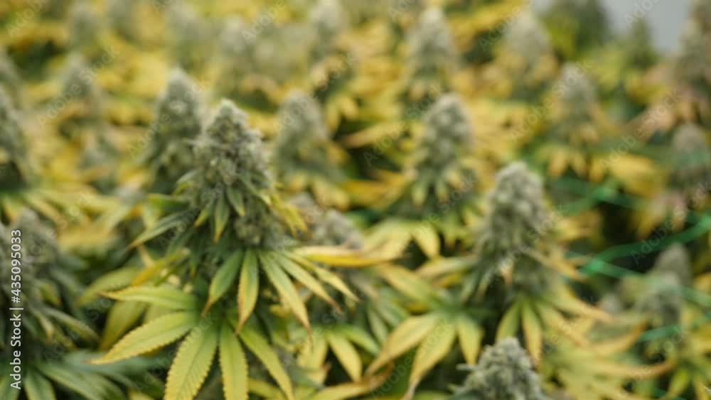 Flowering cannabis plants in a hydroponic greenhouse Flowering cannabis plants in a hydroponic greenhouse