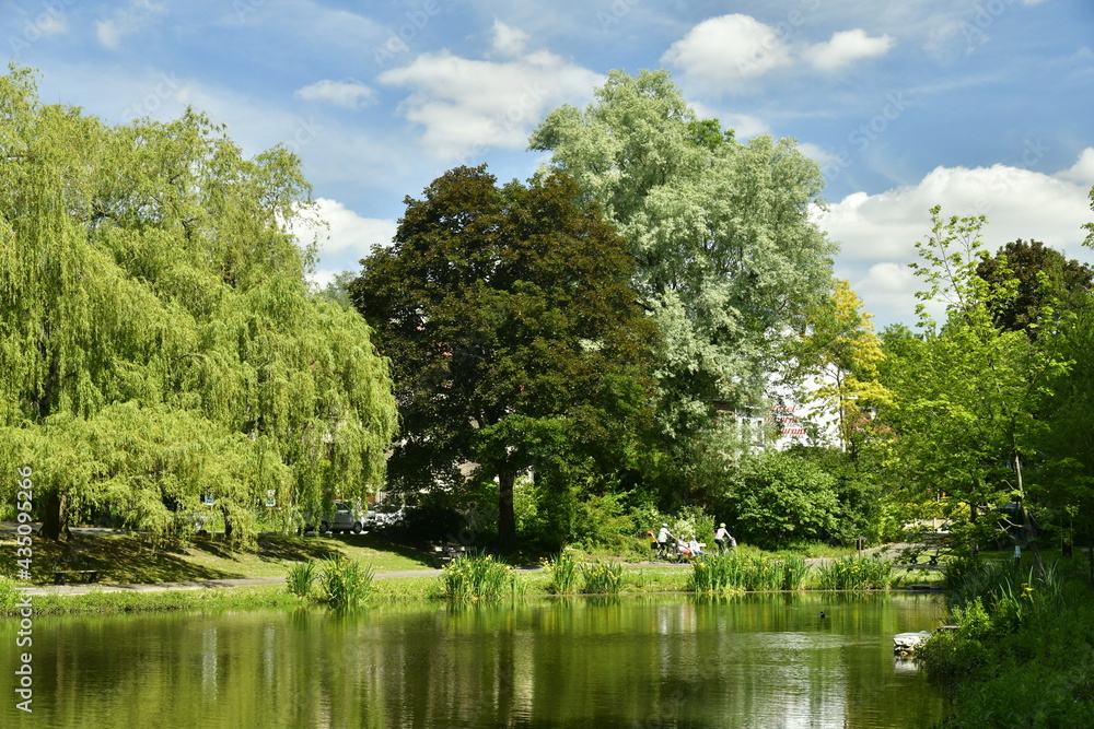 La végétation luxuriante du parc des étangs du Leybeek à Watermael Boitsfort 