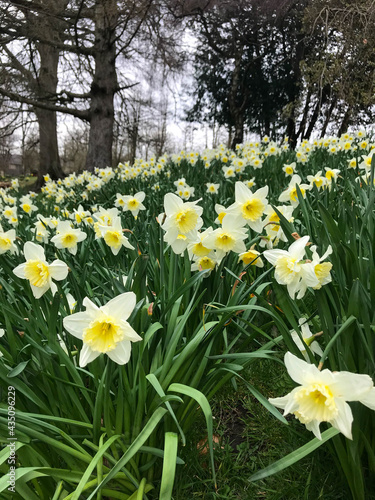 Fototapeta Naklejka Na Ścianę i Meble -  Field of narcissus, garden of spring flowers, blooming daffodils in the park