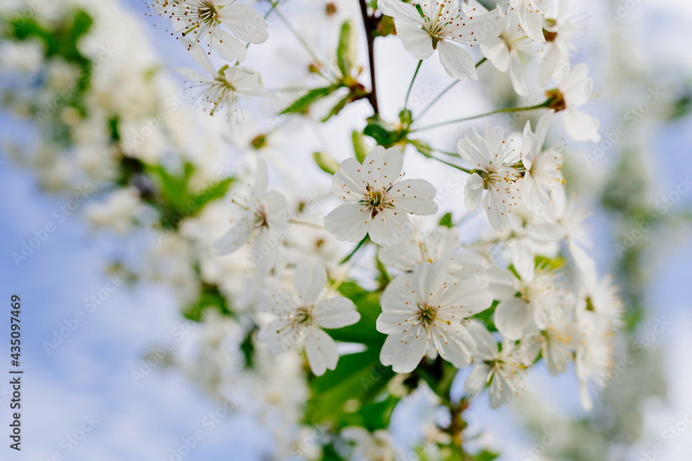 branches of blossom trees. The beauty of spring nature. branches of blossom trees. The beauty of spring nature.