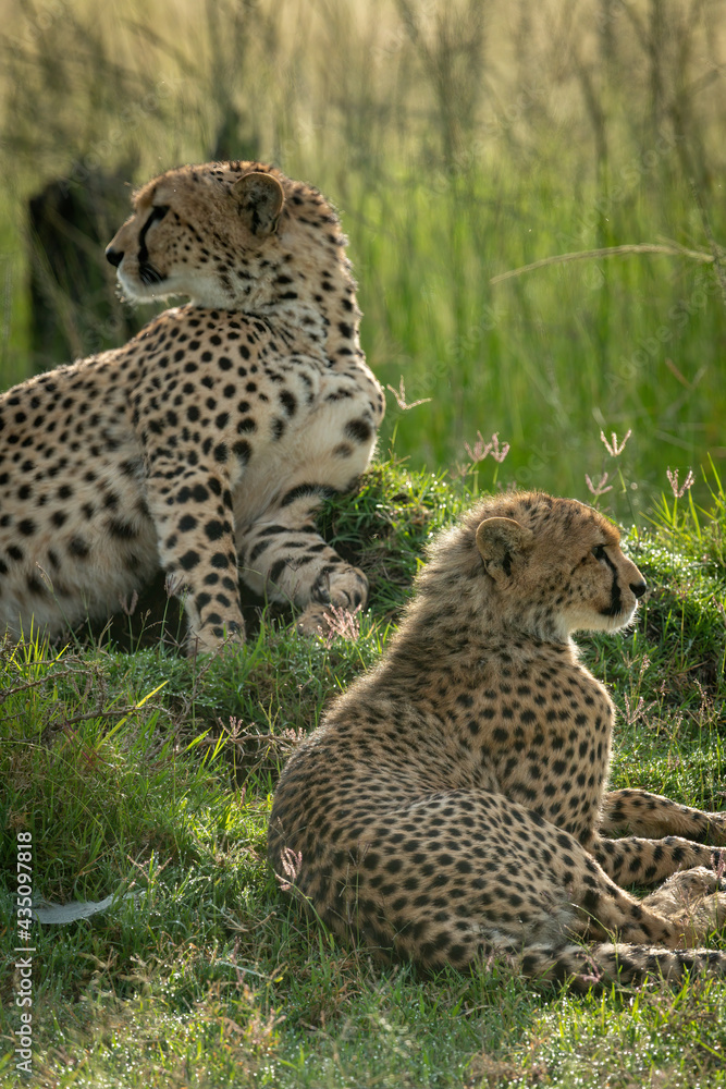 Close-up of cub lying down with cheetah Close-up of cub lying down with cheetah
