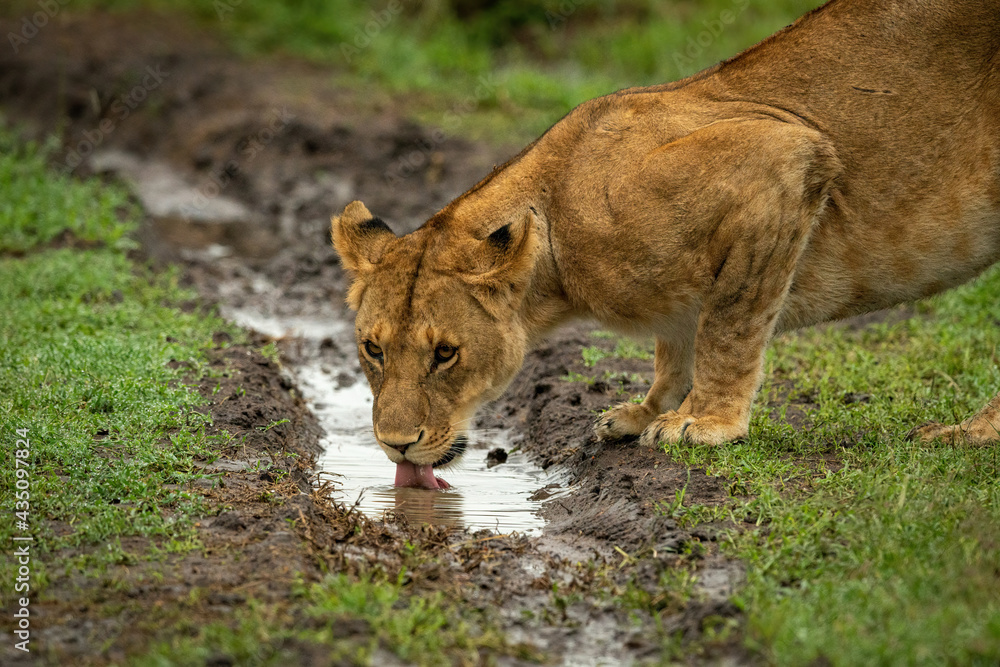 Naklejka premium Close-up of lion cub drinking from ditch