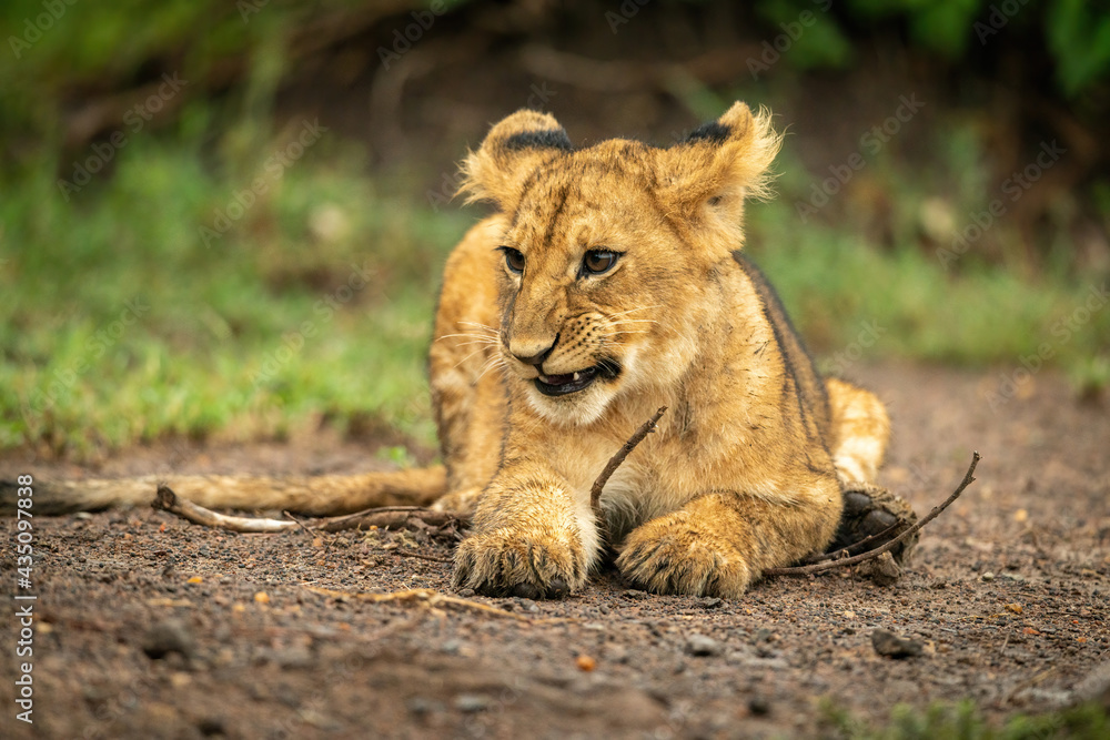 Close-up of lion cub lying holding branch Close-up of lion cub lying holding branch