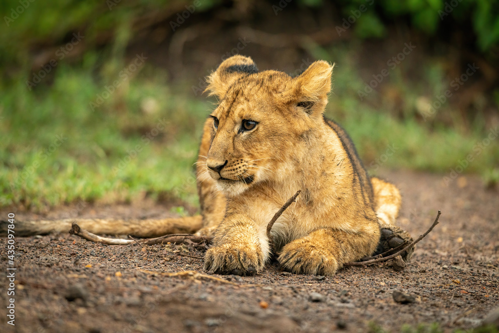 Close-up of lion cub lying on branch