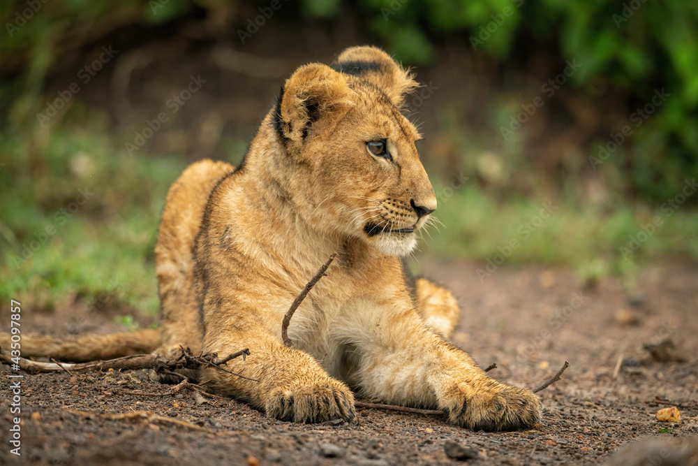 Close-up of lion cub lying in dirt Close-up of lion cub lying in dirt
