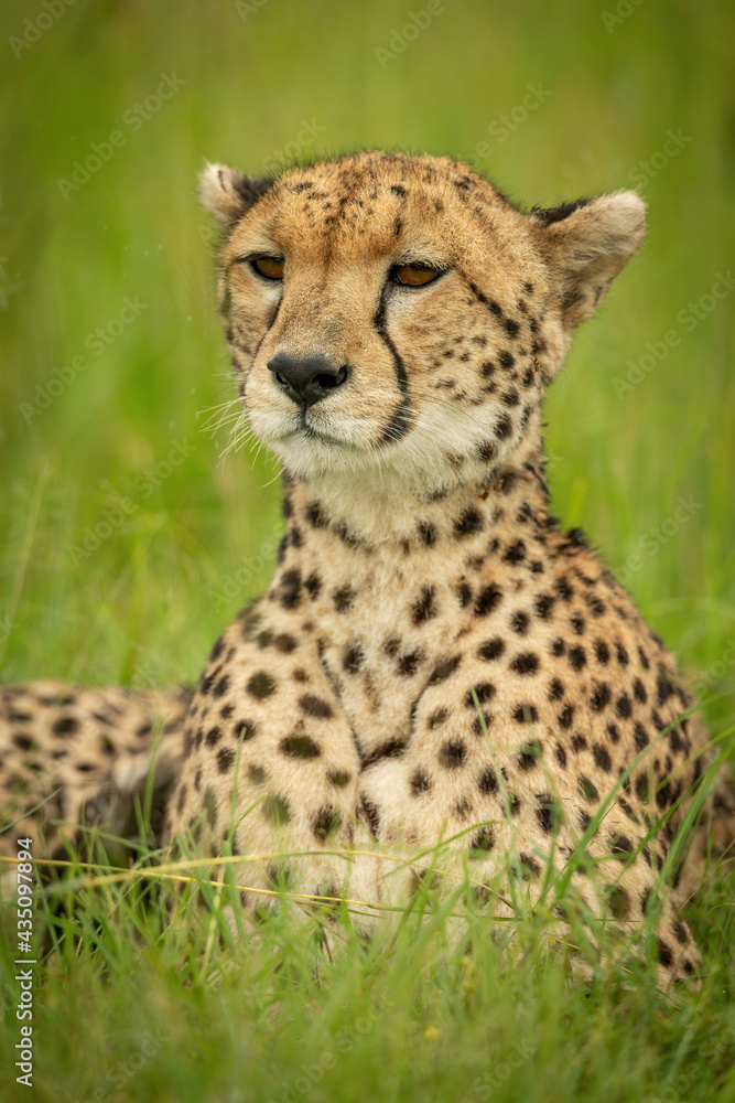 Close-up of cheetah lying with head raised Close-up of cheetah lying with head raised
