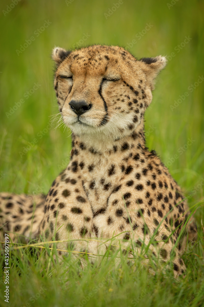 Close-up of cheetah lying with closed eyes Close-up of cheetah lying with closed eyes