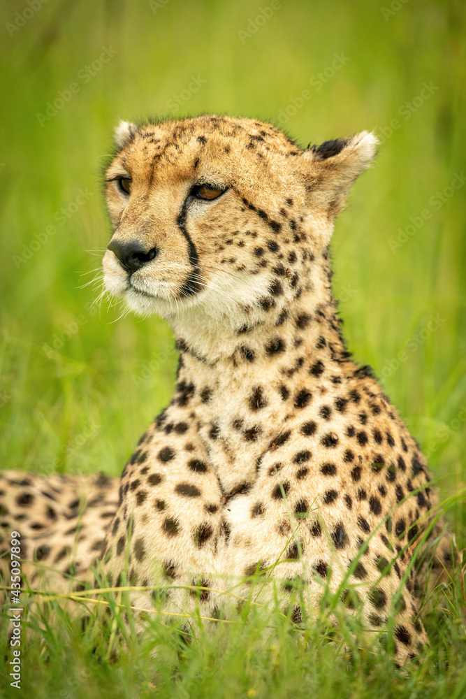 Close-up of cheetah lying with extended neck Close-up of cheetah lying with extended neck