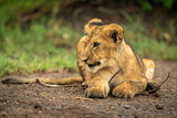 Close-up of lion cub lying looking left