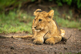 Close-up of lion cub lying on branch