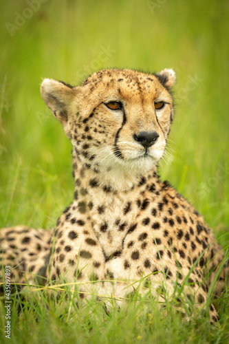 Close-up of cheetah lying with head turned