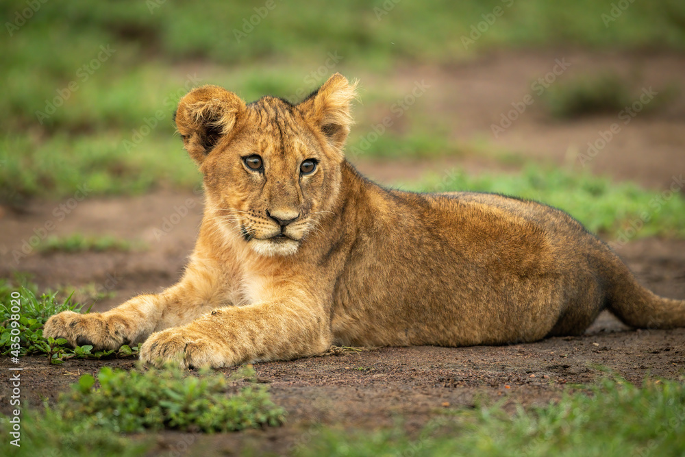 Close-up of lion cub lying turning head