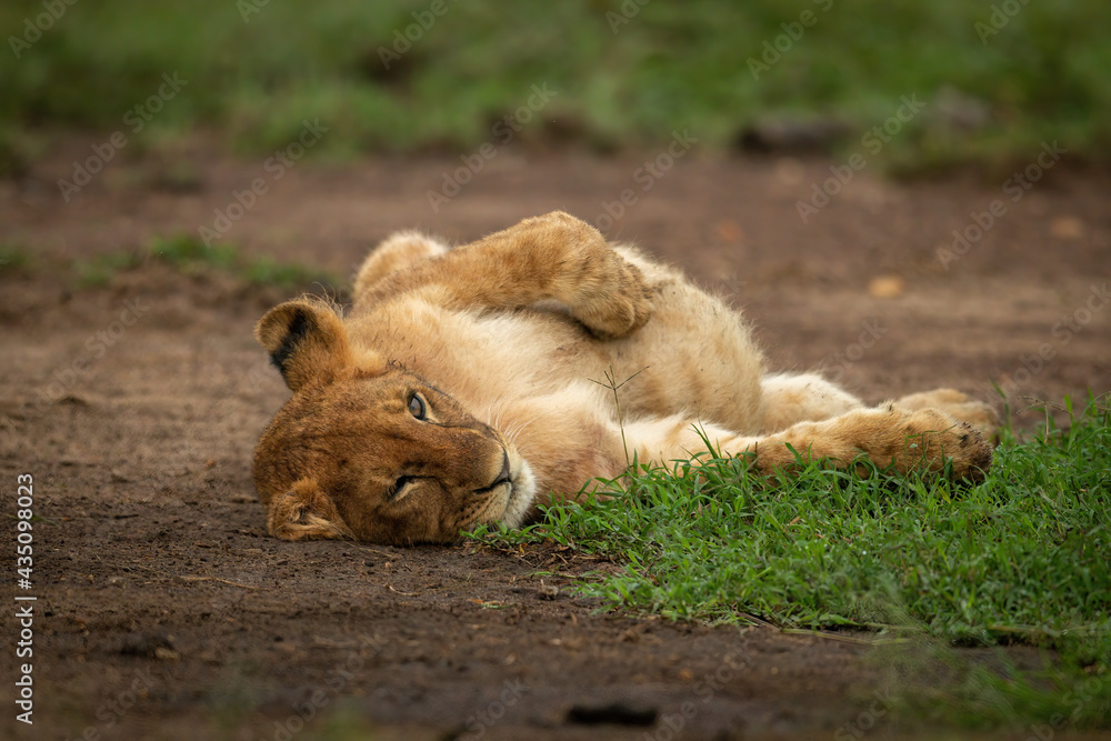 Fototapeta premium Close-up of lion cub lying on back