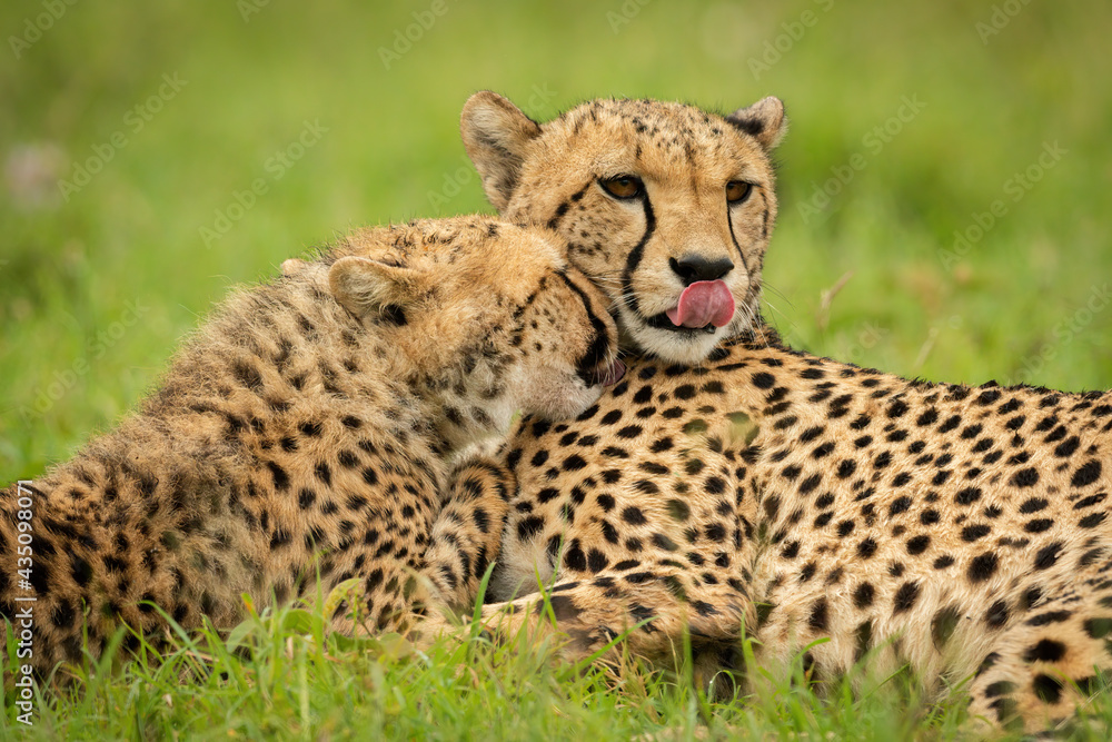 Close-up of cub nuzzling cheetah lying down Close-up of cub nuzzling cheetah lying down