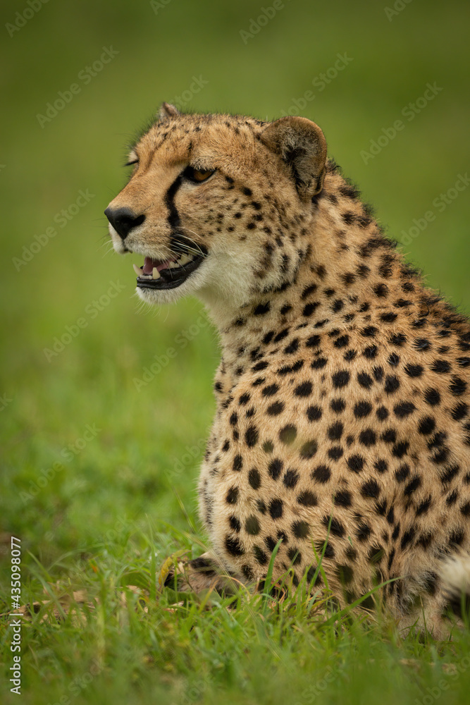 Close-up of cheetah lying in short grass Close-up of cheetah lying in short grass