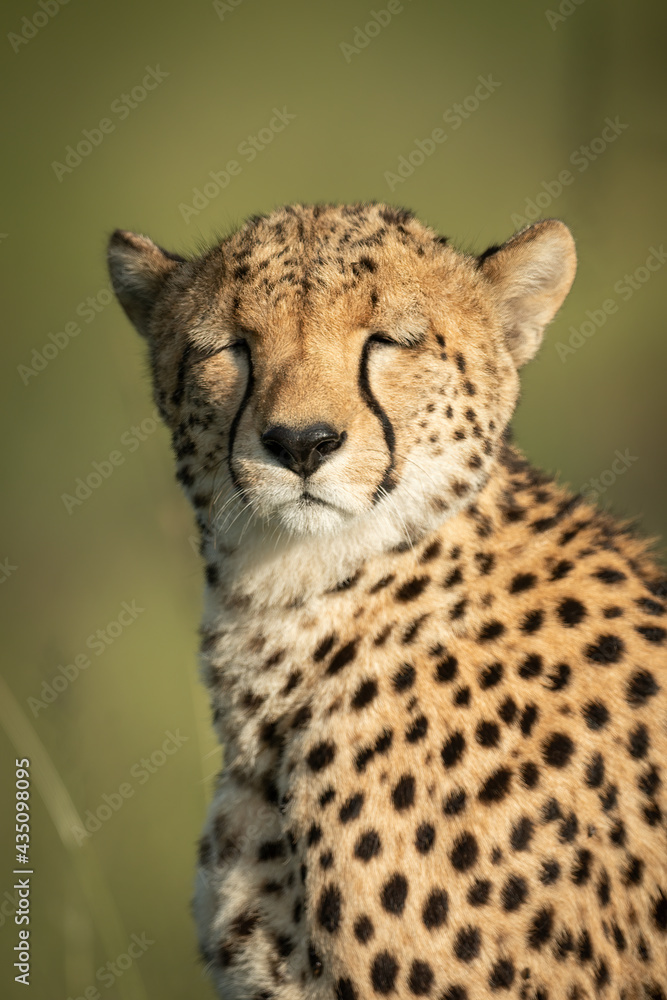Close-up of cheetah sitting with eyes closed Close-up of cheetah sitting with eyes closed