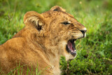 Close-up of lion cub lying yawning widely