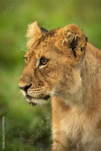 Close-up of lion cub sitting facing left