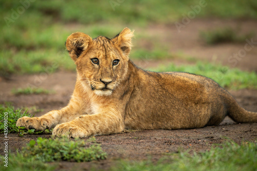Fototapeta Naklejka Na Ścianę i Meble -  Close-up of lion cub lying turning head