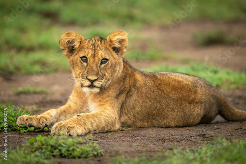 Close-up of lion cub lying watching camera