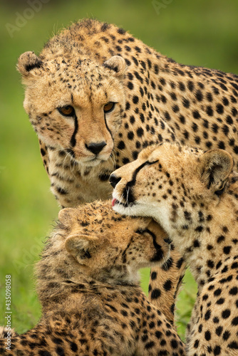 Close-up of cheetah watching mother grooming cub