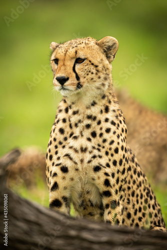 Close-up of cheetah sitting by fallen log