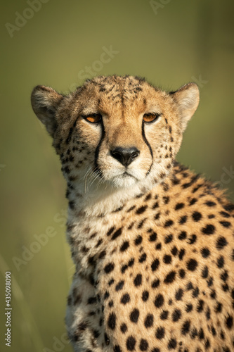 Close-up of cheetah sitting with turned head