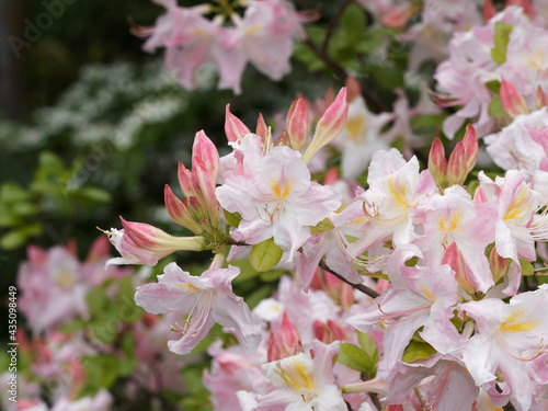 Azalea  Occidentale | Rhododendron occidentale or western azalea. Schrub with trumpet-shaped flowers, pink and white petals with yellow blotch in the central between bright green leaves photo