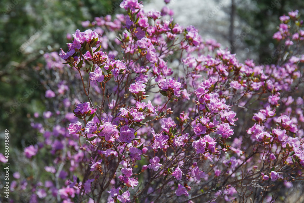 A beautiful rosemary bush with many pink flowers. Spring background.