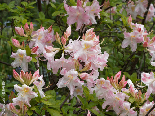 Rhododendron occidentale or Western Azalea (Azalea occidentalis) photo