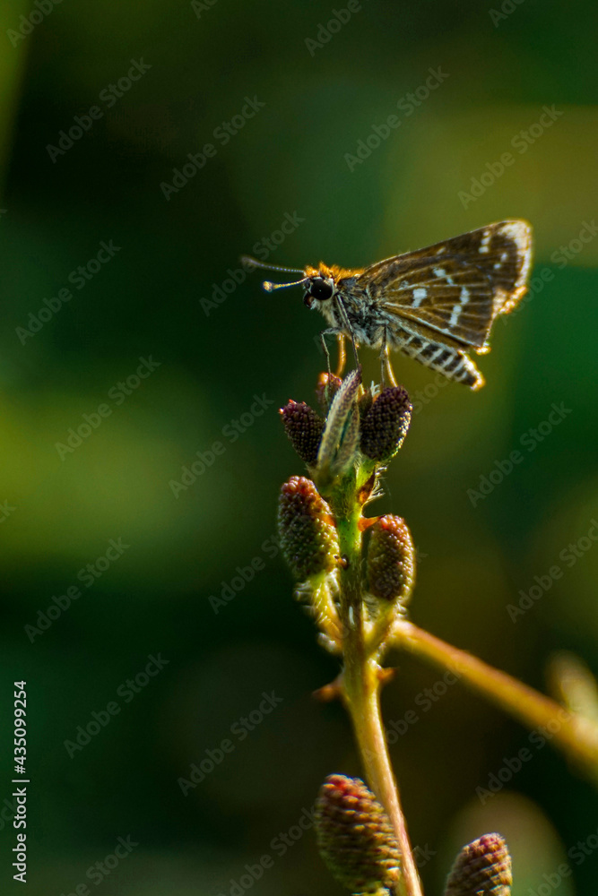 Fototapeta premium butterfly on a leaf