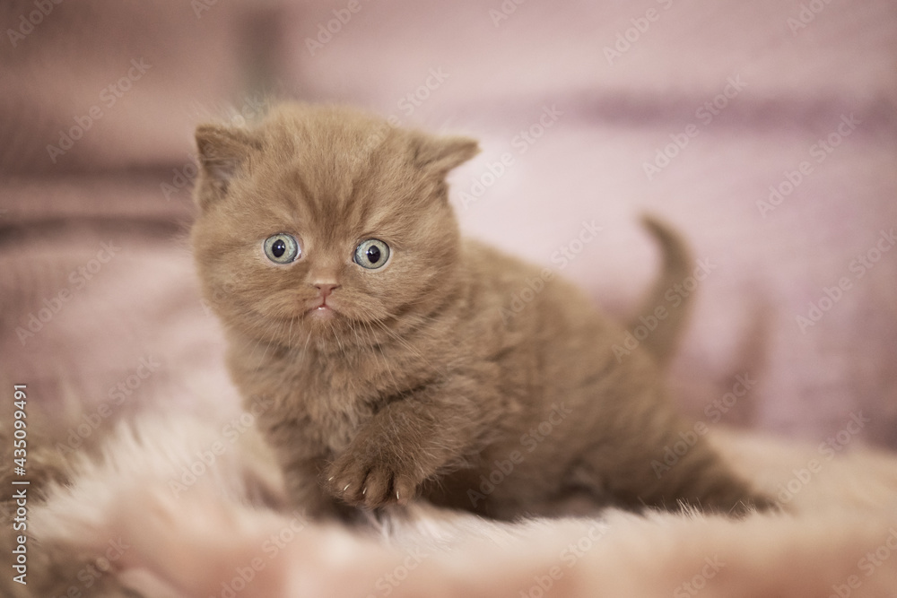 Obraz premium Extram niedliches Katzenbaby BKH Kitten ganz verträumt