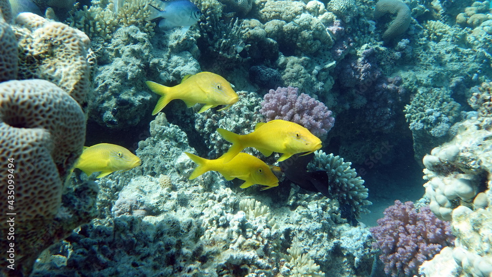 Fish. Gold-toothed red-headed mullet. This red-headed mullet is a tireless hunter of small fish, usually in small schools of 3-8 individuals. Fish. Gold-toothed red-headed mullet. This red-headed mullet is a tireless hunter of small fish, usually in small schools of 3-8 individuals.